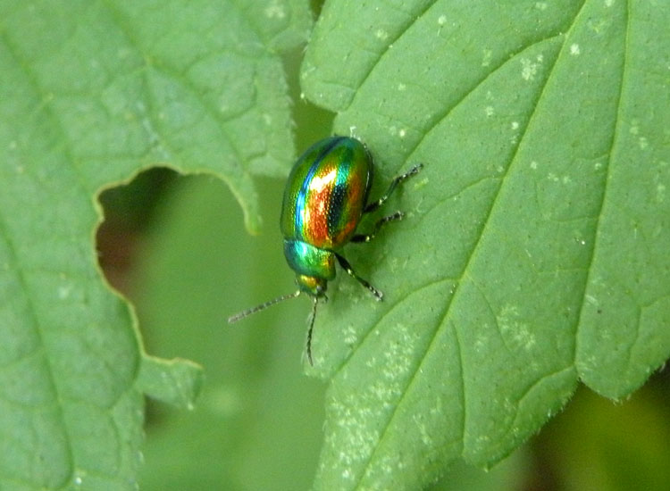 Chrysomelidae dal Trentino